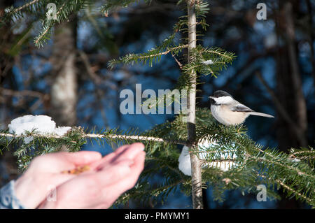 Oiseau mésange sur une main humaine avec les aiguilles de l'épinette dans son environnement et dans la forêt environnante. Bel oiseau dans la forêt. Capuchon noir. Bec, Banque D'Images