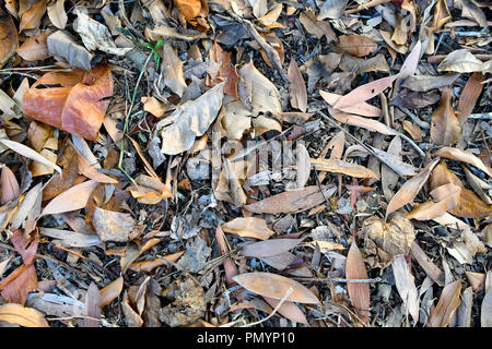 Les feuilles séchées sur fond de plancher Banque D'Images