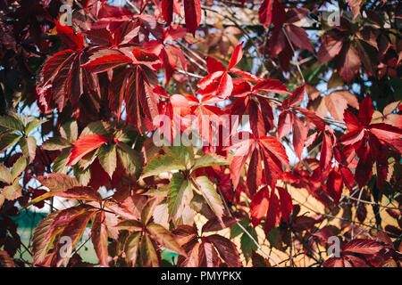 Feuilles rouges de raisins de jeune fille, couleurs d'automne Banque D'Images