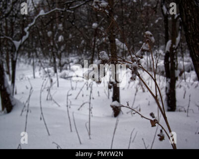 Les épines des ronces dans la neige, la Russie Banque D'Images