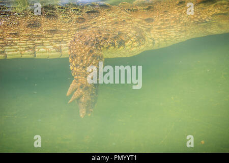 Jambe en crocodile nage sous l'eau et l'attente de proie Banque D'Images