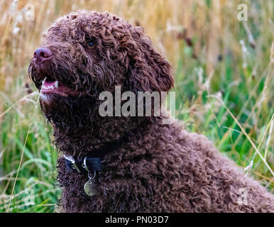 Springer et Cocker Spaniels en jeu.. les gundogs de travail apprécient les temps morts Banque D'Images