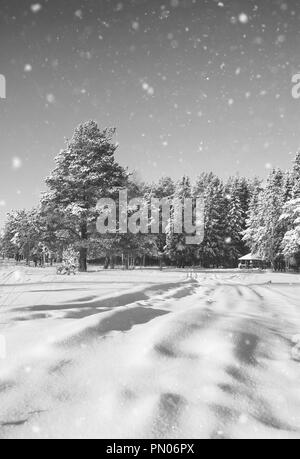 Gazebo en bois monochrome en forêt en hiver journée ensoleillée Banque D'Images