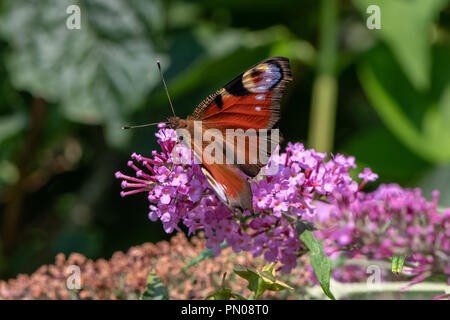 Aglais io , European peacock butterfly on flower Banque D'Images