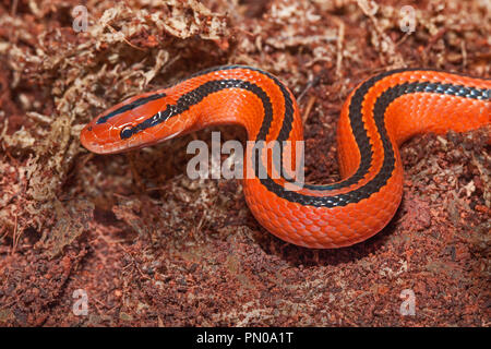 Les jeunes Thai Red Serpent Montagne (Oreocryptophis porphyraceus) coxi Banque D'Images