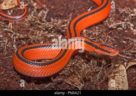 Les jeunes Thai Red Serpent Montagne (Oreocryptophis porphyraceus) coxi Banque D'Images