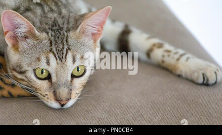 Vue rapprochée de beau mâle chaton Bengal silver portrait Banque D'Images