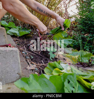 Personne adulte et coupe la récolte de la rhubarbe bio-maison Banque D'Images