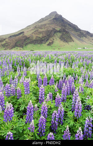 Lupin en fleurs en Islande. Paysage avec fleurs et montagne. Situé à proximité de cascade de Skogafoss Banque D'Images