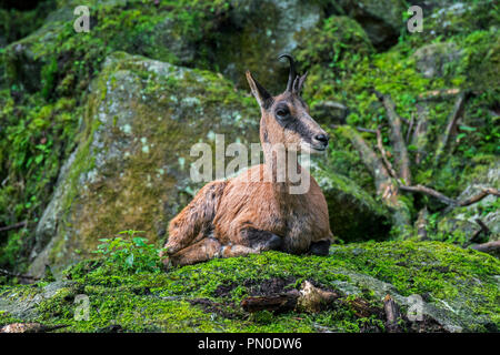 Isards (Rupicapra pyrenaica) avec corne brisée reposant au milieu des rochers sur la pente de montagne dans les Pyrénées Banque D'Images