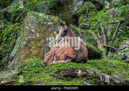 Isards (Rupicapra pyrenaica) avec corne brisée reposant au milieu des rochers sur la pente de montagne dans les Pyrénées Banque D'Images