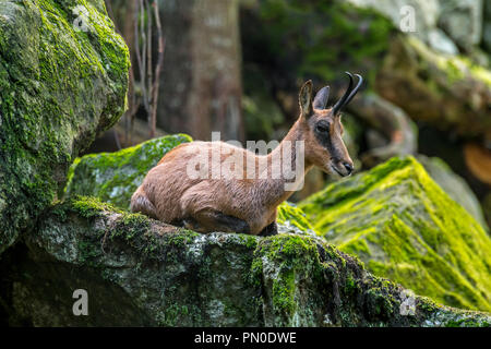 Isards (Rupicapra pyrenaica) reposant dans les rochers sur la pente de montagne dans les Pyrénées Banque D'Images