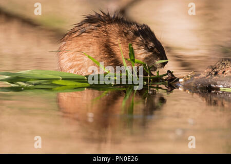 Le rat musqué (Ondatra zibethicus) espèces introduites originaires d'Amérique du Nord dans l'eau manger des plantes de milieux humides Banque D'Images