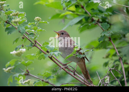 Commune de chant / nightingale nightingale roux (Luscinia megarhynchos) mâle perché dans l'arbre au printemps Banque D'Images