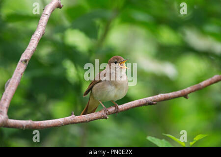 Commune de chant / nightingale nightingale roux (Luscinia megarhynchos) mâle perché dans l'arbre au printemps Banque D'Images