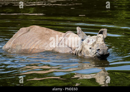 Le rhinocéros indien (Rhinoceros unicornis) étang de baignade : Banque D'Images