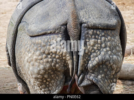 Le rhinocéros indien (Rhinoceros unicornis) gros plan de dos et de la queue Banque D'Images