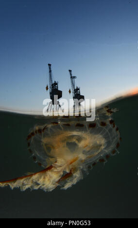 Duplex tourné d'un compas les méduses dans le Port de Southampton au coucher du soleil Banque D'Images