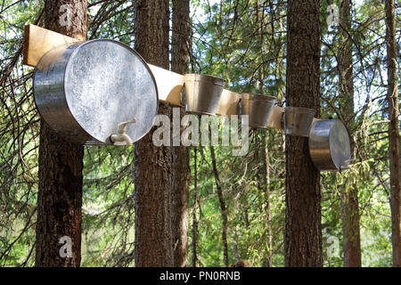 Quelques vieux puits aluminium cloué à un conseil suspendues à des arbres dans les bois. Ils sont utilisés pour le lavage des mains dans les conditions de champ exped Banque D'Images