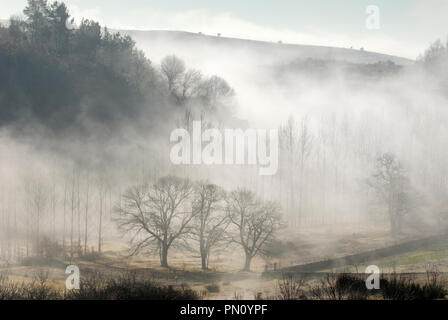 Marronniers de un jour brumeux. Le Parc Naturel de Montesinho, Trás-os-Montes, Portugal Banque D'Images