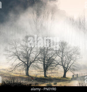 Marronniers de un jour brumeux. Le Parc Naturel de Montesinho, Trás-os-Montes, Portugal Banque D'Images