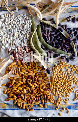 Après la récolte des fèves écosser haricots CANNELLINI, y compris les haricots d'espagne, jaune femme indienne haricots et fèves écosser oeil de tigre disposées sur une Banque D'Images