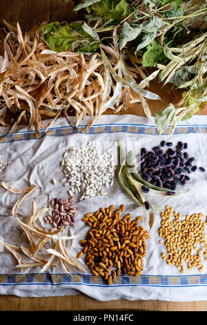 Après la récolte des fèves écosser haricots CANNELLINI, y compris les haricots d'espagne, jaune femme indienne haricots et fèves écosser oeil de tigre disposées sur une Banque D'Images