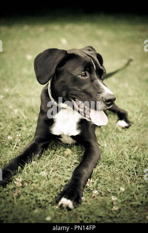 Chien Noir couché sur l'herbe avec langue Banque D'Images