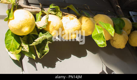 Gros gros frais mûrs jaunes citrons de Sorrente avec de belles feuilles vertes accrochée à un mur gris à la rue du marché. Italie Banque D'Images