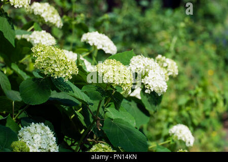 Hortensia blanc fleurs sauvages dans les inflorescences (Hydrangea arborescens) Banque D'Images