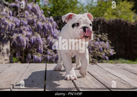 Black & White baby bulldog puppy dog sur plate-forme en bois deck marche avec langue. Il me semble trouver quelque chose qui fait sa l'eau à la bouche Banque D'Images