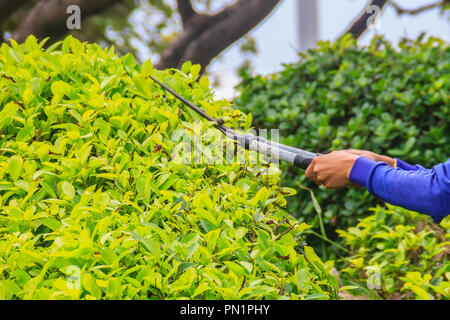 Le Jardinier est bush coupe avec des ciseaux dans le jardin. Le travailleur est élaguant les buissons avec ciseaux de jardin. Banque D'Images