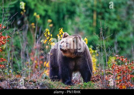 Ours brun (Ursus arctos arctos), l'extérieur, dans le Parc National de la forêt de Bavière, Allemagne Banque D'Images