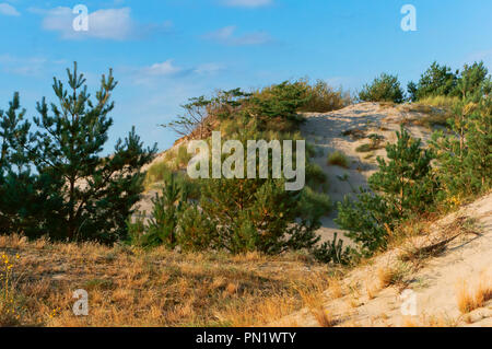 Dunes de sable couvertes de pins, de dunes de sable de la côte de la mer Baltique Banque D'Images