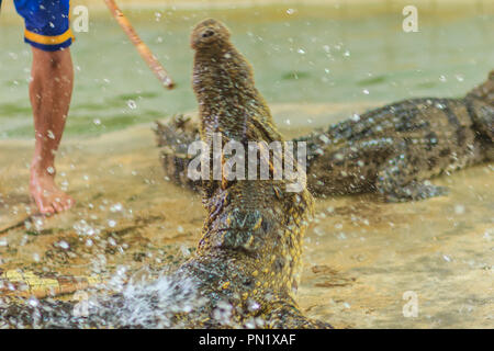 Nakhon Pathom, Thaïlande - 18 mai 2017 : crocodile montre à risqué à Samphran ferme aux crocodiles, l'un des plus impressionnants spectacles dans le crocodile public wor Banque D'Images