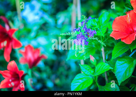 Duranta erecta fleurs violettes entre les fleurs rouges. Noms communs également connu sous le nom de golden dewdrop, pigeon berry, et ciel fleur. Banque D'Images