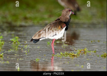 Le sud de sociable (vanellus chilensis), Araras Ecolodge, Mato Grosso, Brésil Banque D'Images