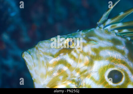 Gros plan portrait d'un poisson John Dory (Zeus faber) en mer Méditerranée (Parc naturel de ses Salines, Formentera, Iles Baléares, Espagne) Banque D'Images