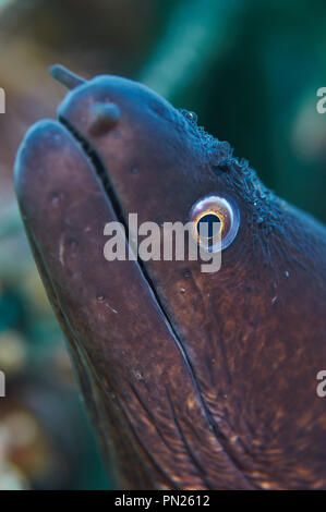 Un portrait de poisson de Moray méditerranéen (Muraena helena) dans le Parc naturel de ses Salines (Formentera, Iles Baléares, Mer méditerranée, Espagne) Banque D'Images