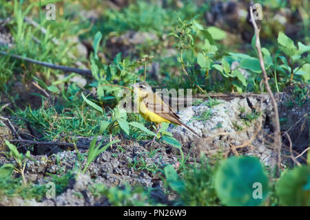 L'ouest de la bergeronnette printanière (Motacilla flava) est assis sur le sol dans un habitat naturel. Banque D'Images