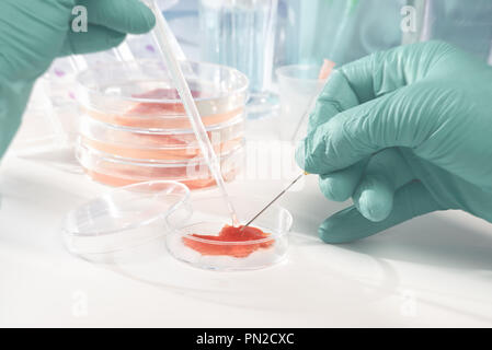 Gros plan sur la viande cultivée dans des conditions de laboratoire Banque D'Images