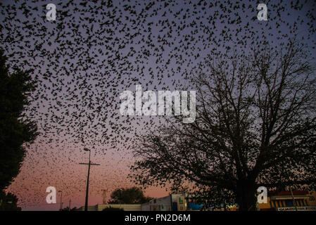 Chaque coucher de soleil et nuit de l'hiver, des milliers de paruline oiseaux arrivent dans le centre-ville d'Hermosillo, Sonora. Ils volent parmi les grands arbres de cent ans et le Boulevard Plaza Luis Encinas. La poitrine jaune gars sont des oiseaux qui vivent en grandes bandes et mesure environ 22 cm. ....(Photo : Luis Gutierrez /NortePhoto)... Nochecer Cada atardecer y de la temporada invernal, miles pajaros pecho garantir Amarillo la Zona centro de la ciudad de Hermosillo, Sonora. vuelan grandes los Arboles de la Plaza Cien años y Bulevar Luis Encinas. Los pecho amarillo chicos fils aves que Banque D'Images