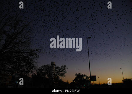 Chaque coucher de soleil et nuit de l'hiver, des milliers de paruline oiseaux arrivent dans le centre-ville d'Hermosillo, Sonora. Ils volent parmi les grands arbres de cent ans et le Boulevard Plaza Luis Encinas. La poitrine jaune gars sont des oiseaux qui vivent en grandes bandes et mesure environ 22 cm. ....(Photo : Luis Gutierrez /NortePhoto)... Nochecer Cada atardecer y de la temporada invernal, miles pajaros pecho garantir Amarillo la Zona centro de la ciudad de Hermosillo, Sonora. vuelan grandes los Arboles de la Plaza Cien años y Bulevar Luis Encinas. Los pecho amarillo chicos fils aves que Banque D'Images