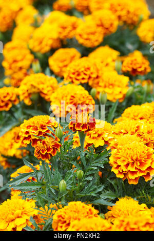 Tagetes patula. Oeillet d'Inde 'Bee' Bonanza fleurs. Banque D'Images