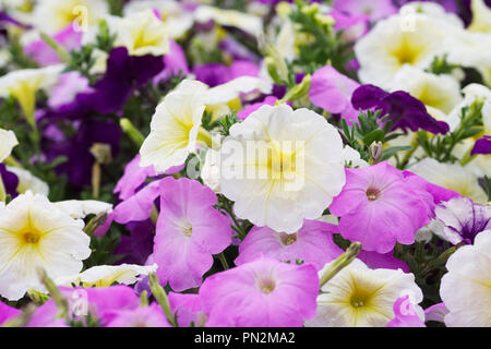 Petunia x hybrida 'Mfolie Moonlight Mix' fleurs. Banque D'Images