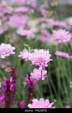 Scabiosa columbaria 'rose' Rose Flutter fleurs. Banque D'Images