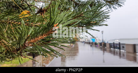 En pin avec gouttes de pluie sur la chaussée mouillée à l'écart de la rivière Banque D'Images