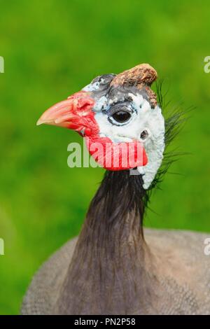 Head shot d'une pintade de Numidie (Numida meleagris) Banque D'Images