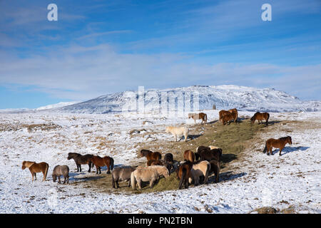 Troupeau de poneys Islandais dans paysage glaciaire du sud de l'Islande avec Uthlioarhraun montagnes derrière Banque D'Images