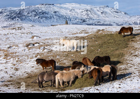 Troupeau de poneys Islandais le pâturage dans le paysage glaciaire du sud de l'Islande avec Uthlioarhraun montagnes derrière Banque D'Images